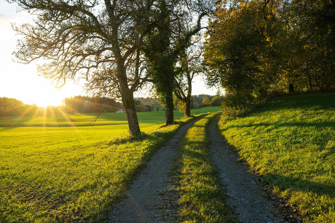 chemin-foret-nature-respiration-air-pur-vert-herbe-arbres